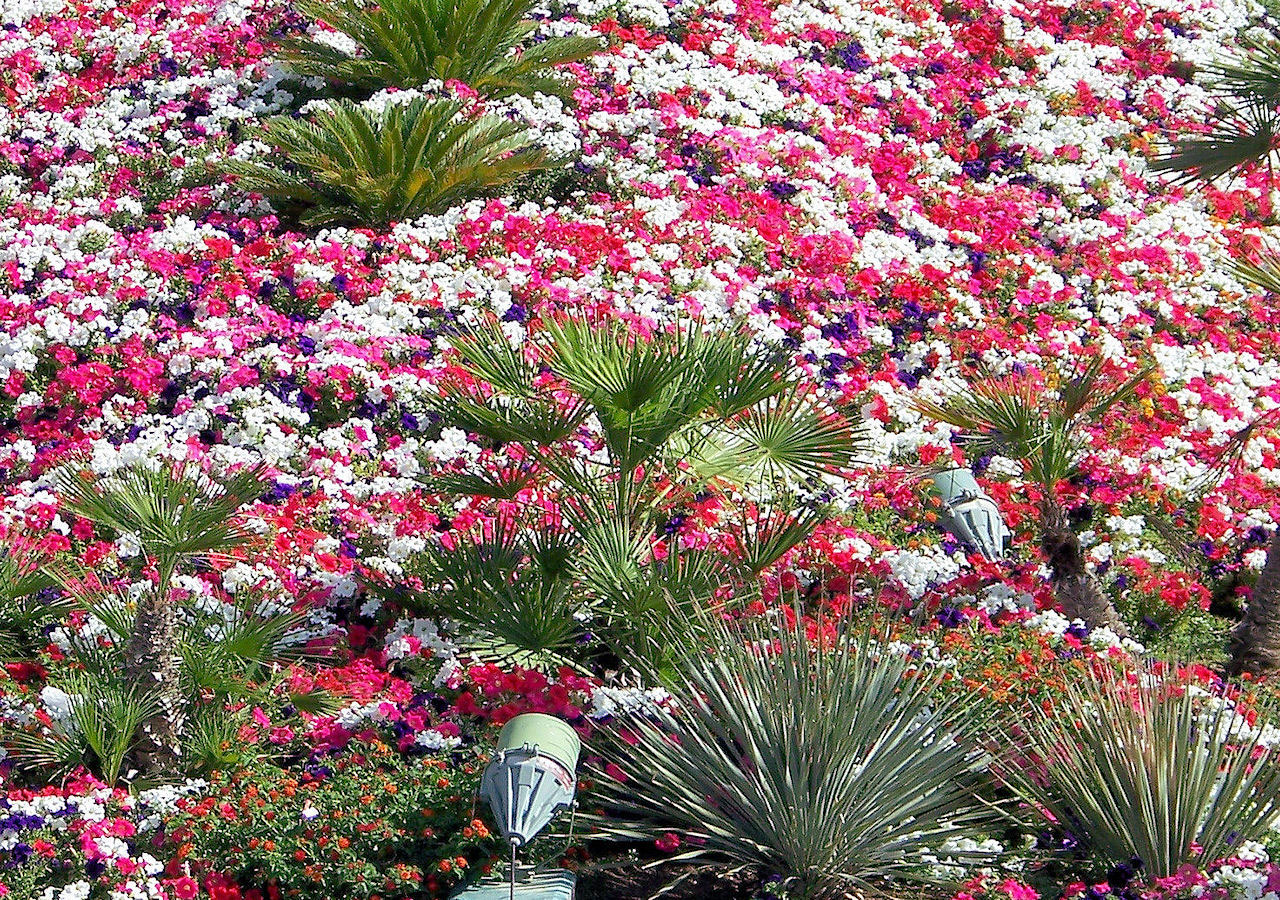 background flowers landscape free photo