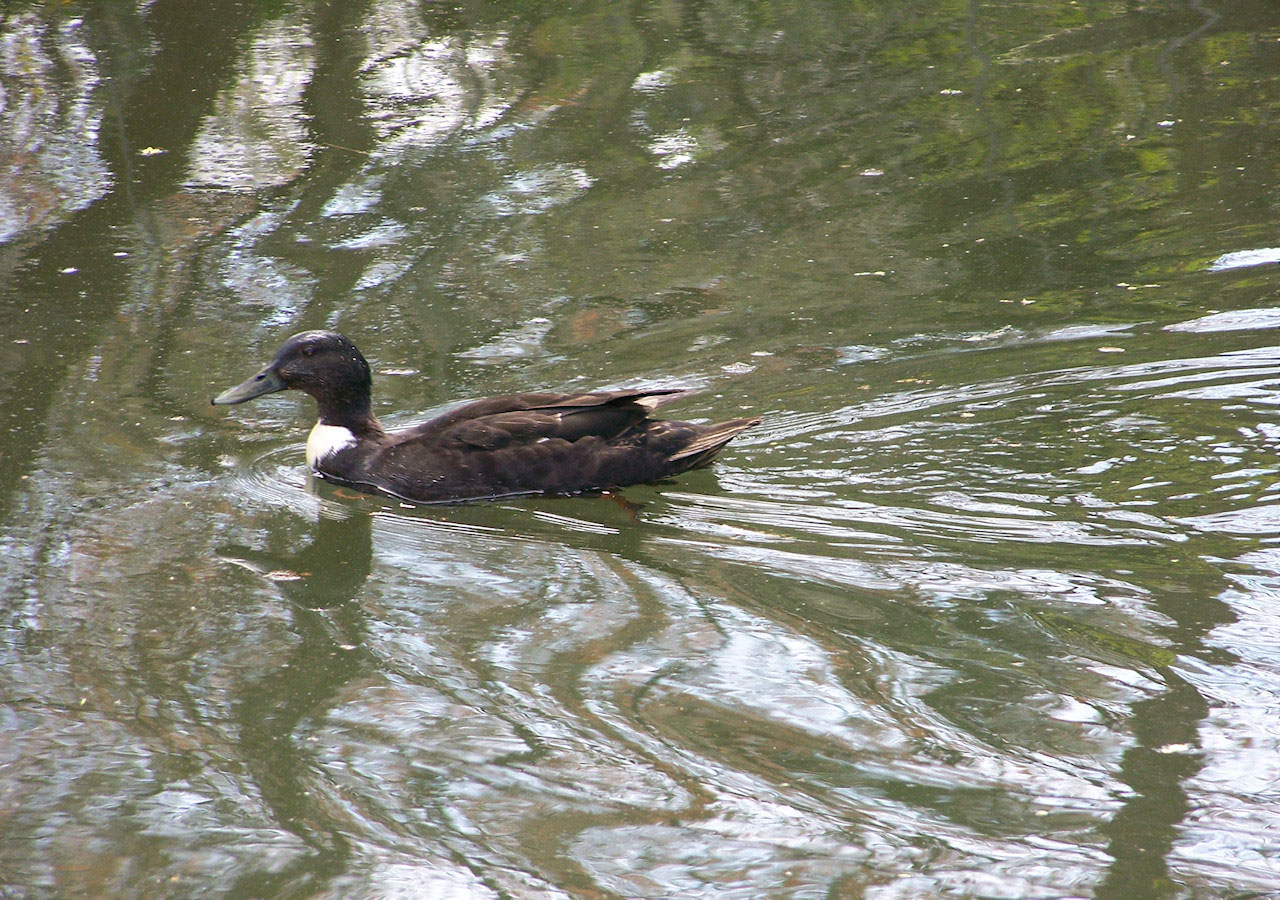 animals nature swimming free photo