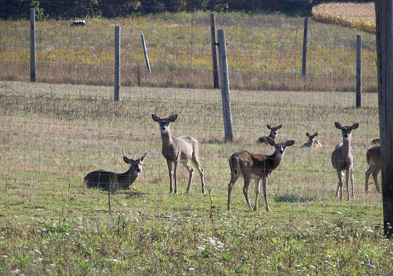 animals objects deer free photo