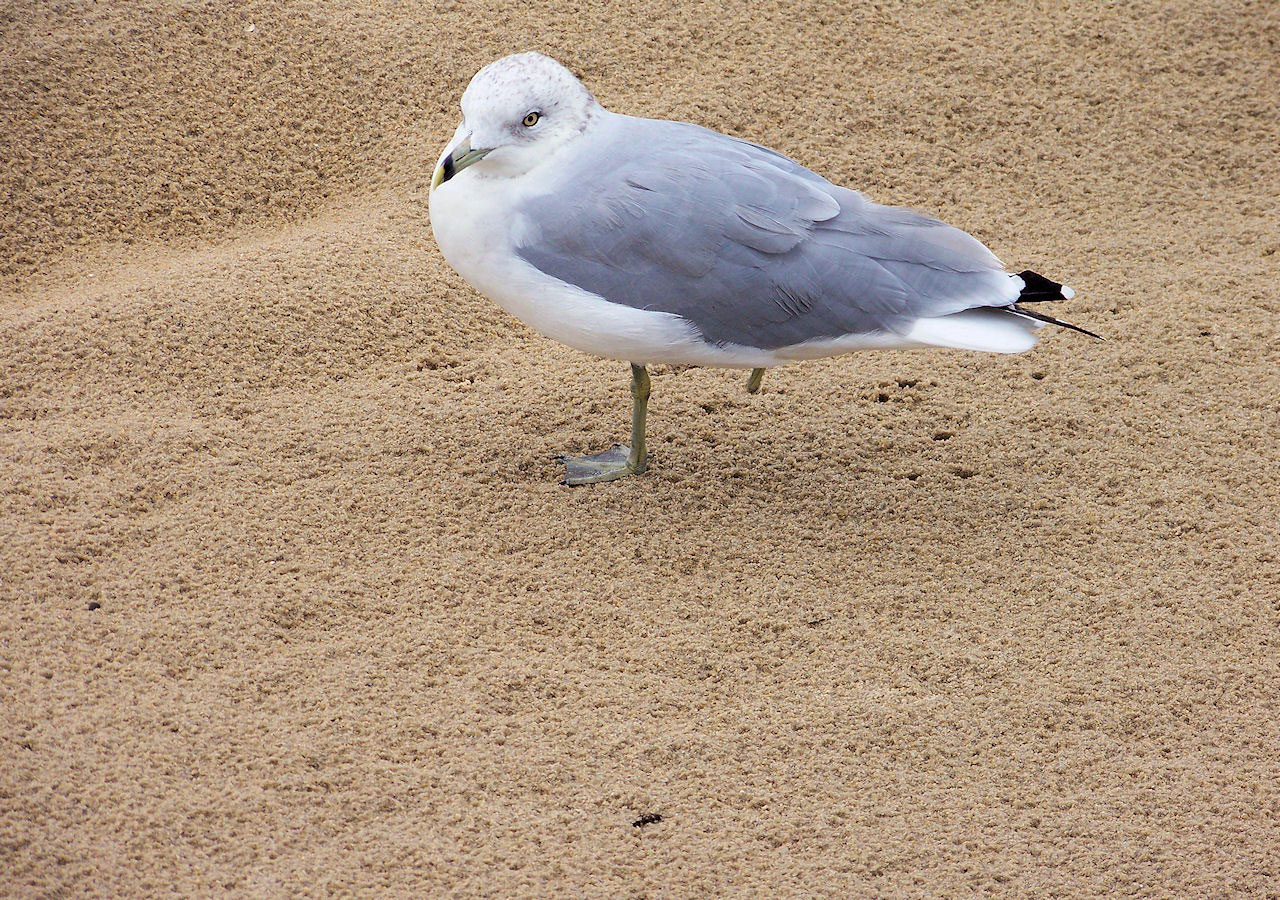 animals nature seagull free photo