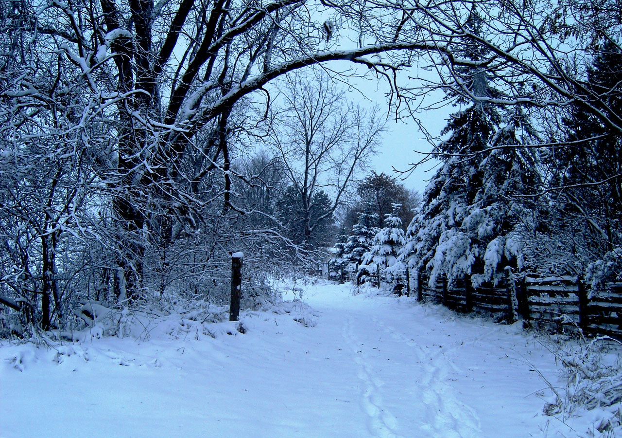 snow path snowy day free photo