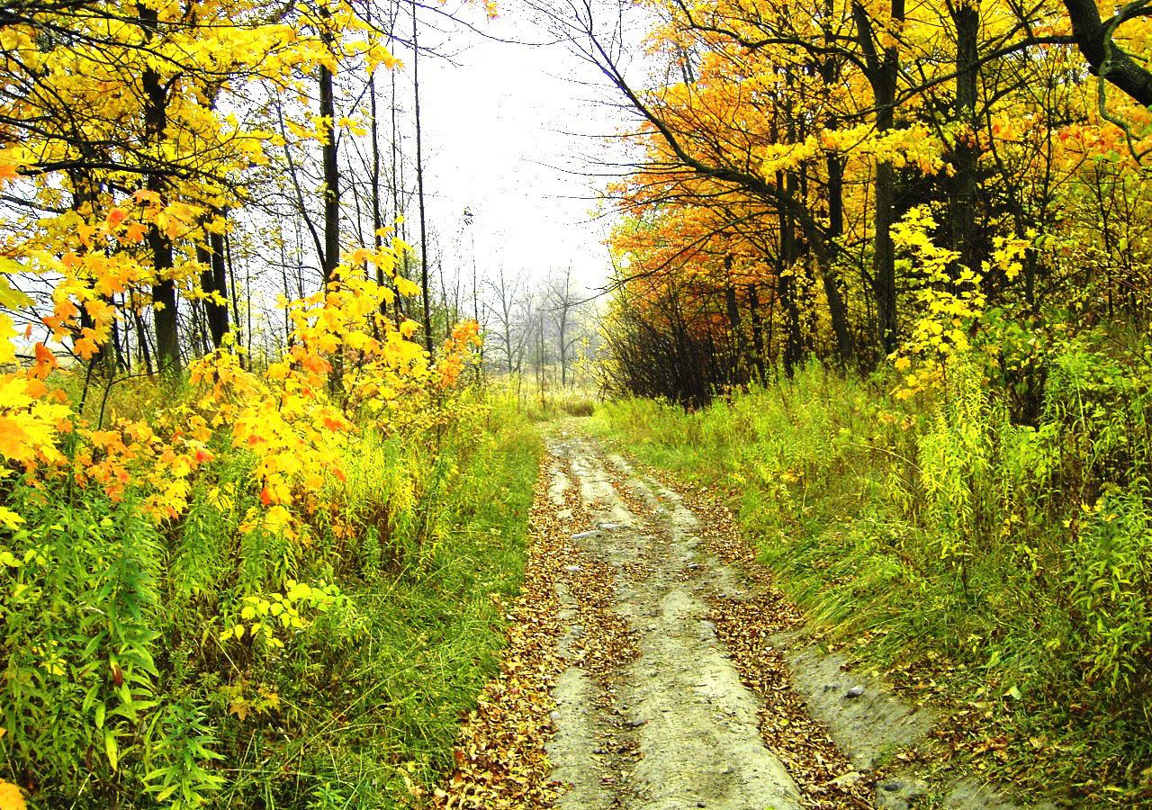 fall road farm free photo