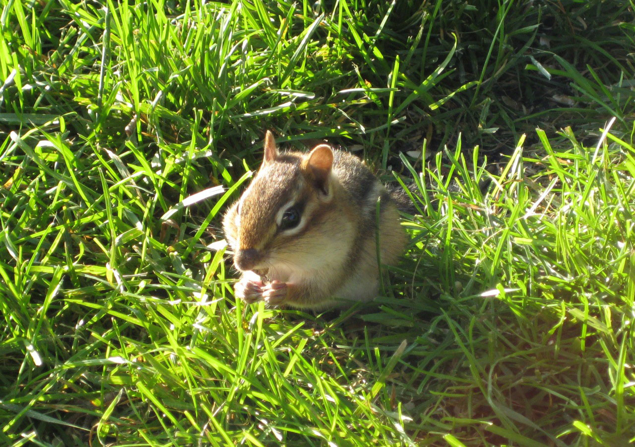 chipmunk nature grass free photo