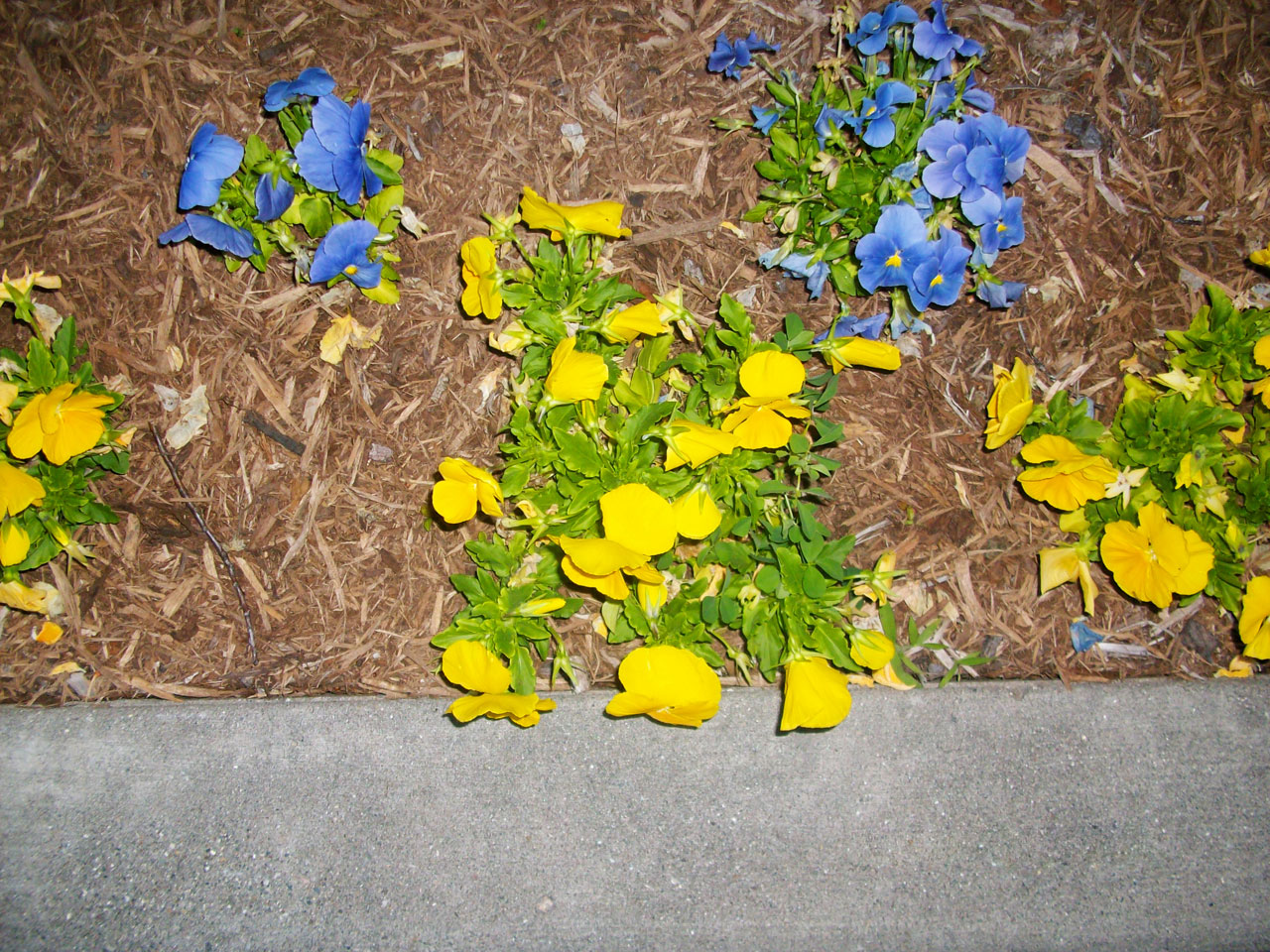 flowers blue yellow free photo