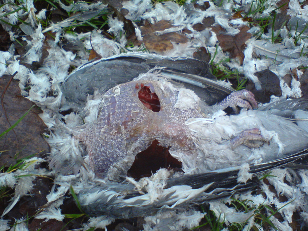 pigeon dead feathers free photo