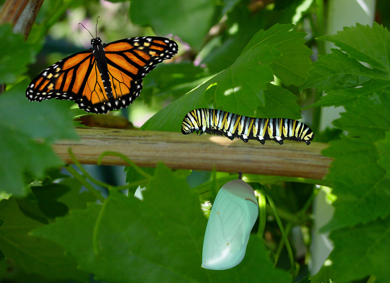 caterpillar chrysalis butterfly free photo