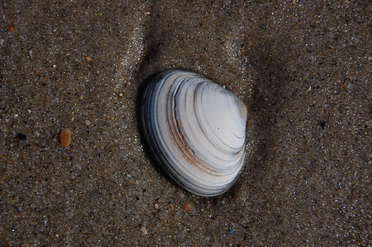 shell beach solitary shell free photo