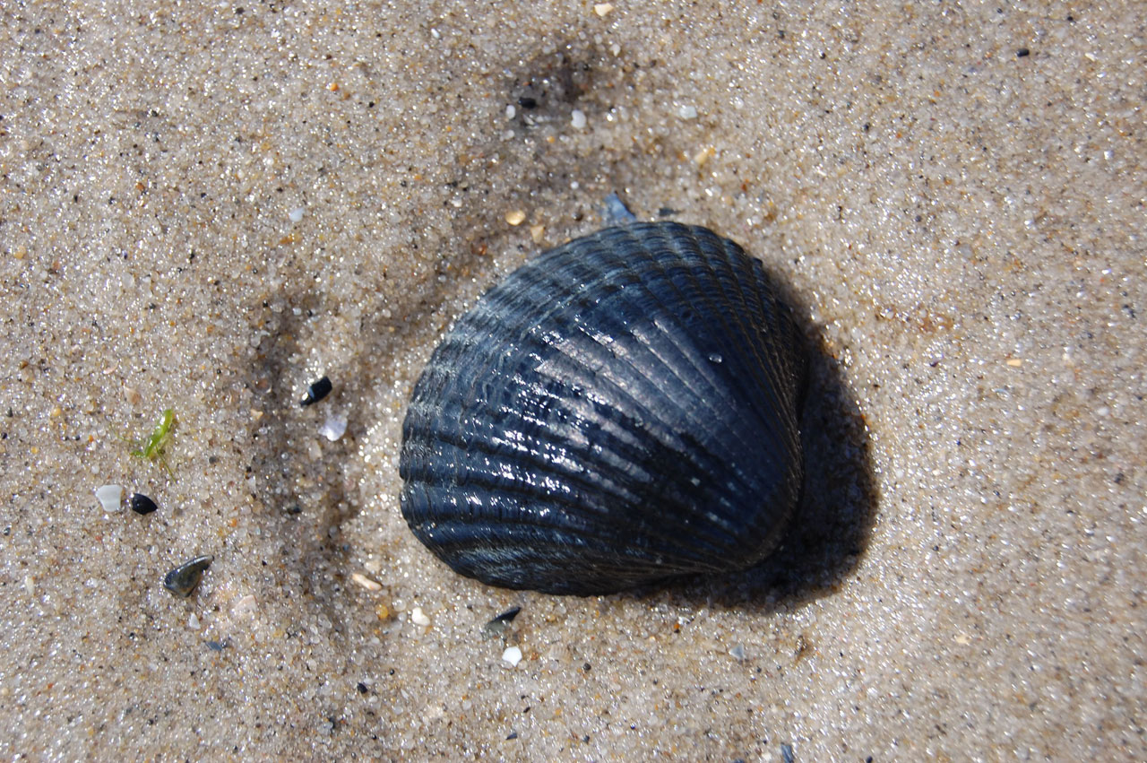 shell beach mussel free photo