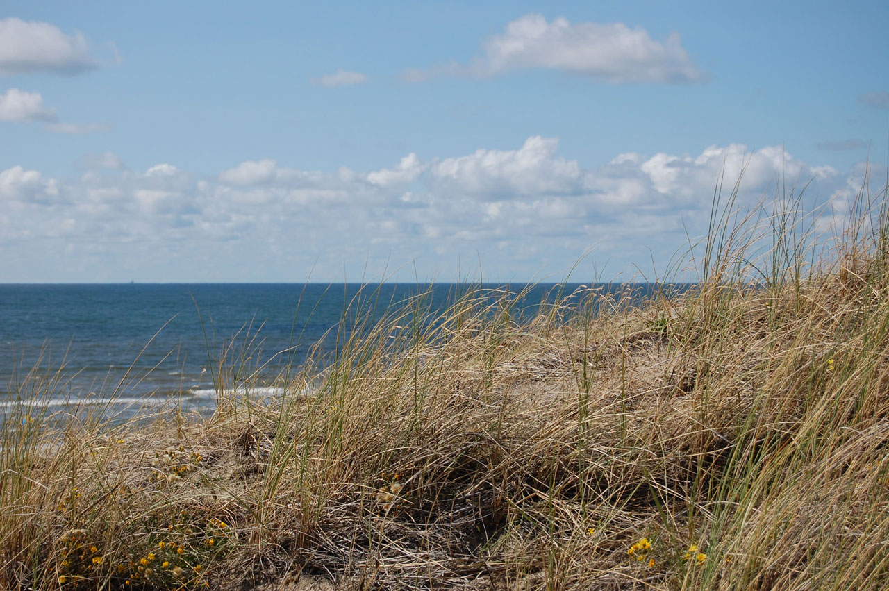 dune sea beach free photo