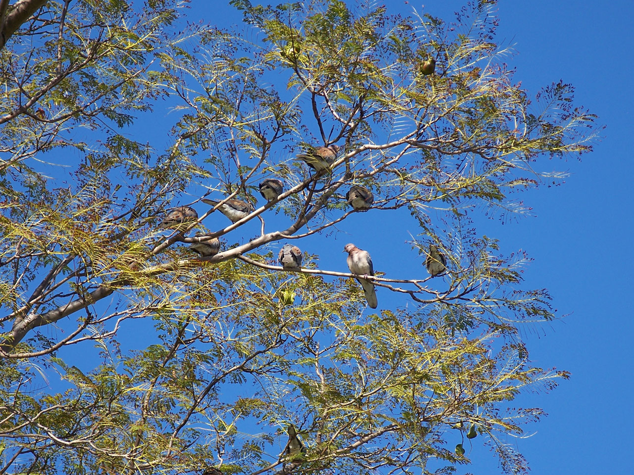 birds tree blue free photo