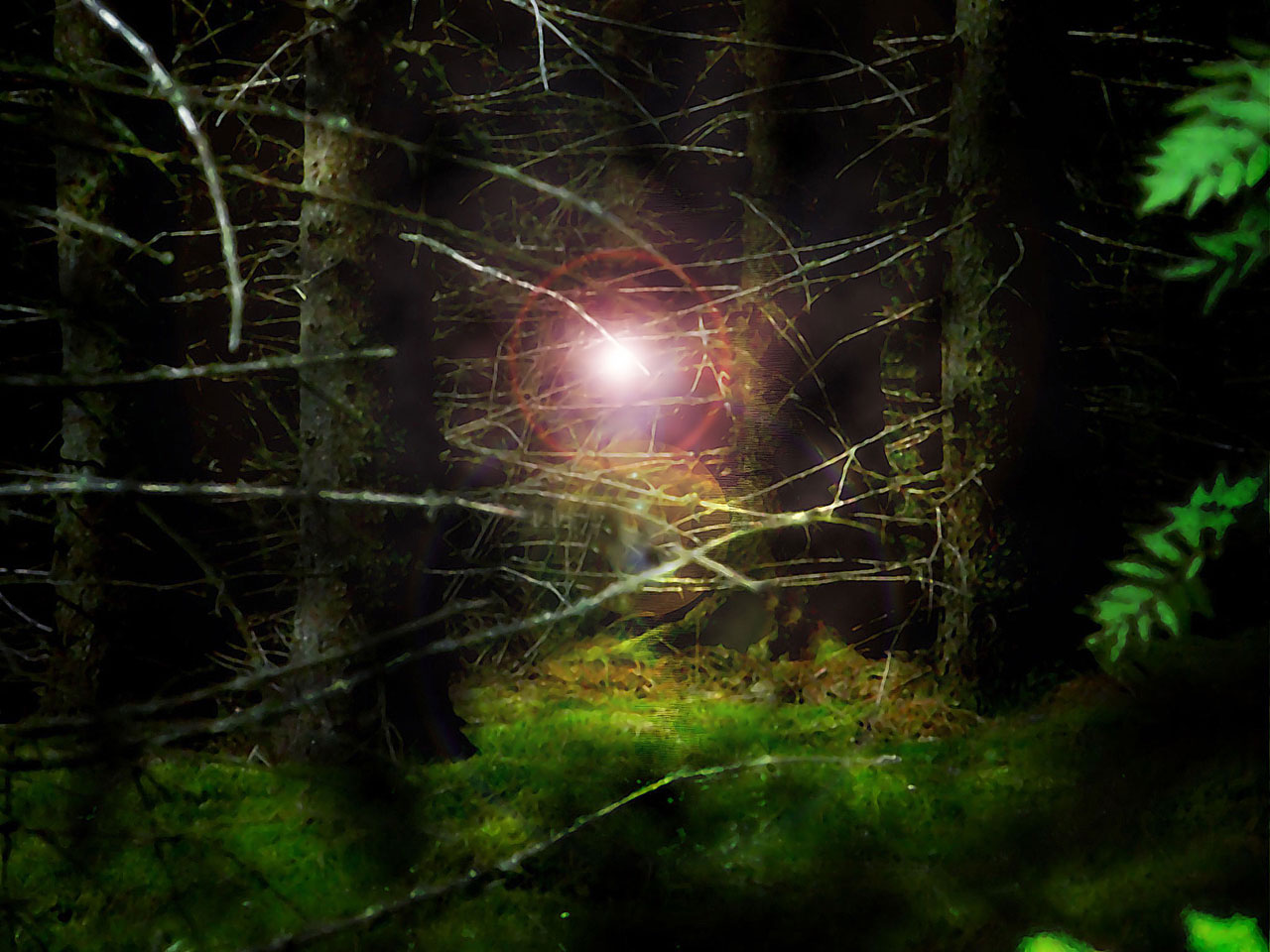 light forest magic free photo