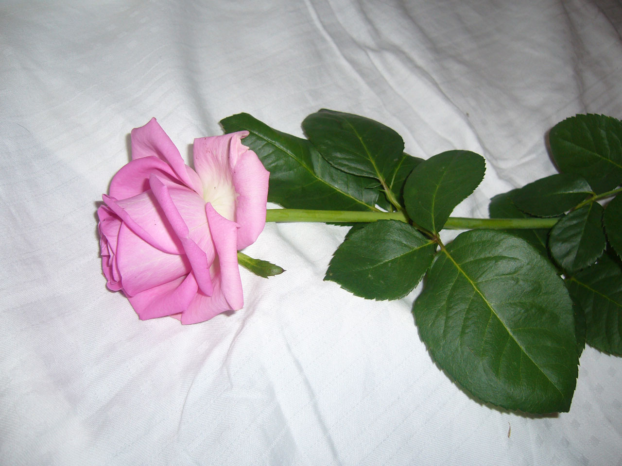 pink rose romantic free photo