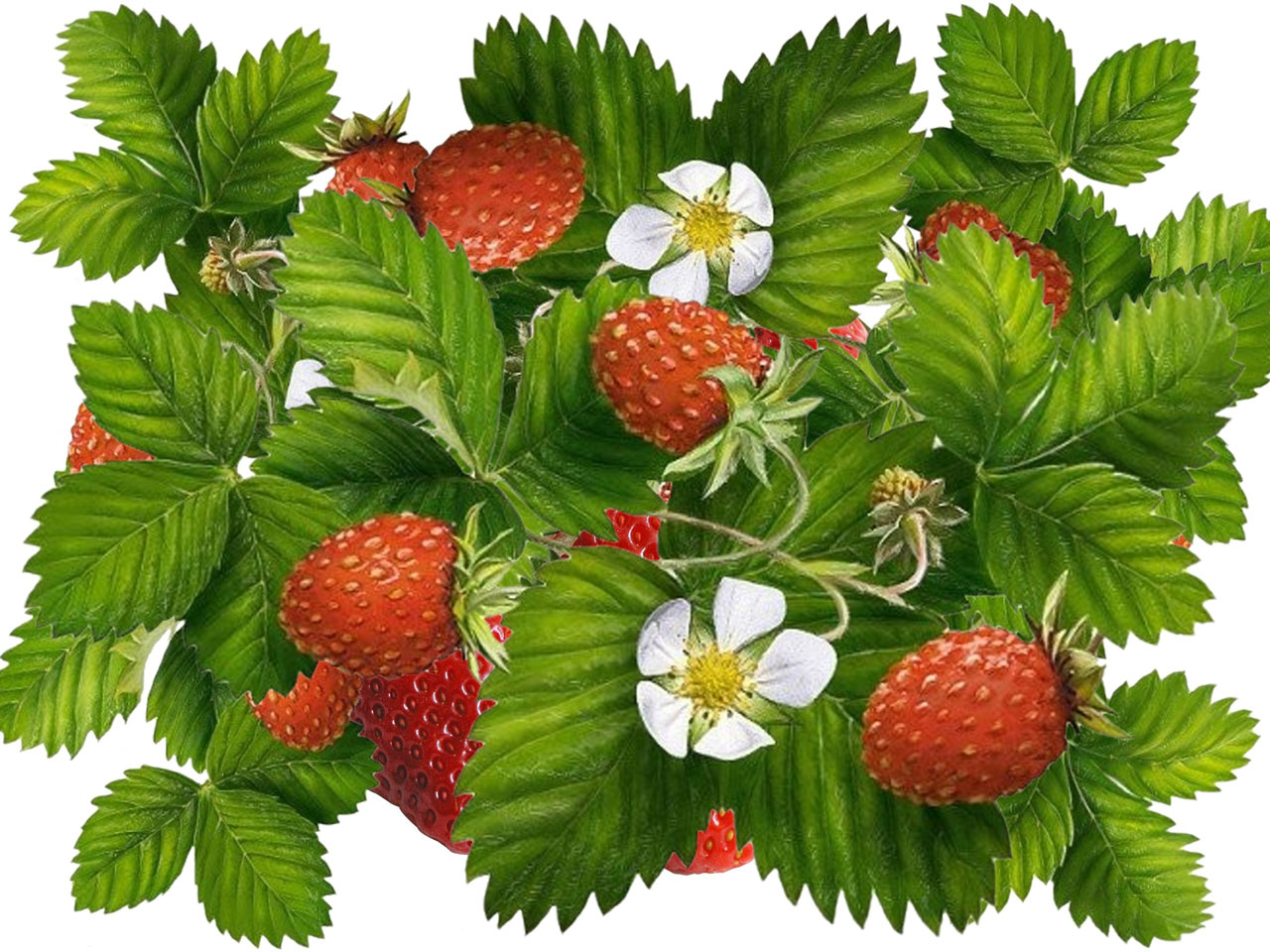 strawberries green leaves free photo