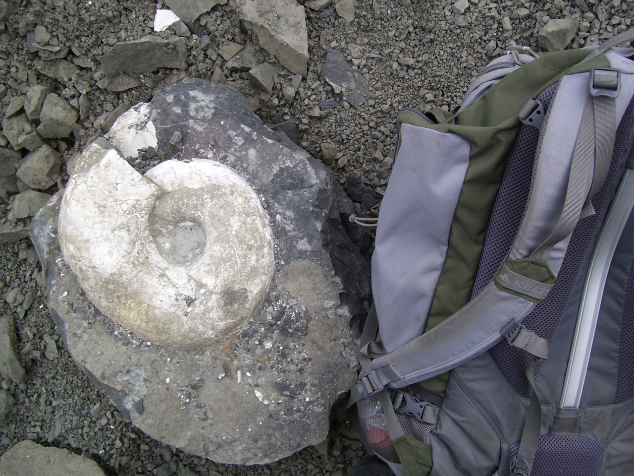 ammonite fossil backpack free photo