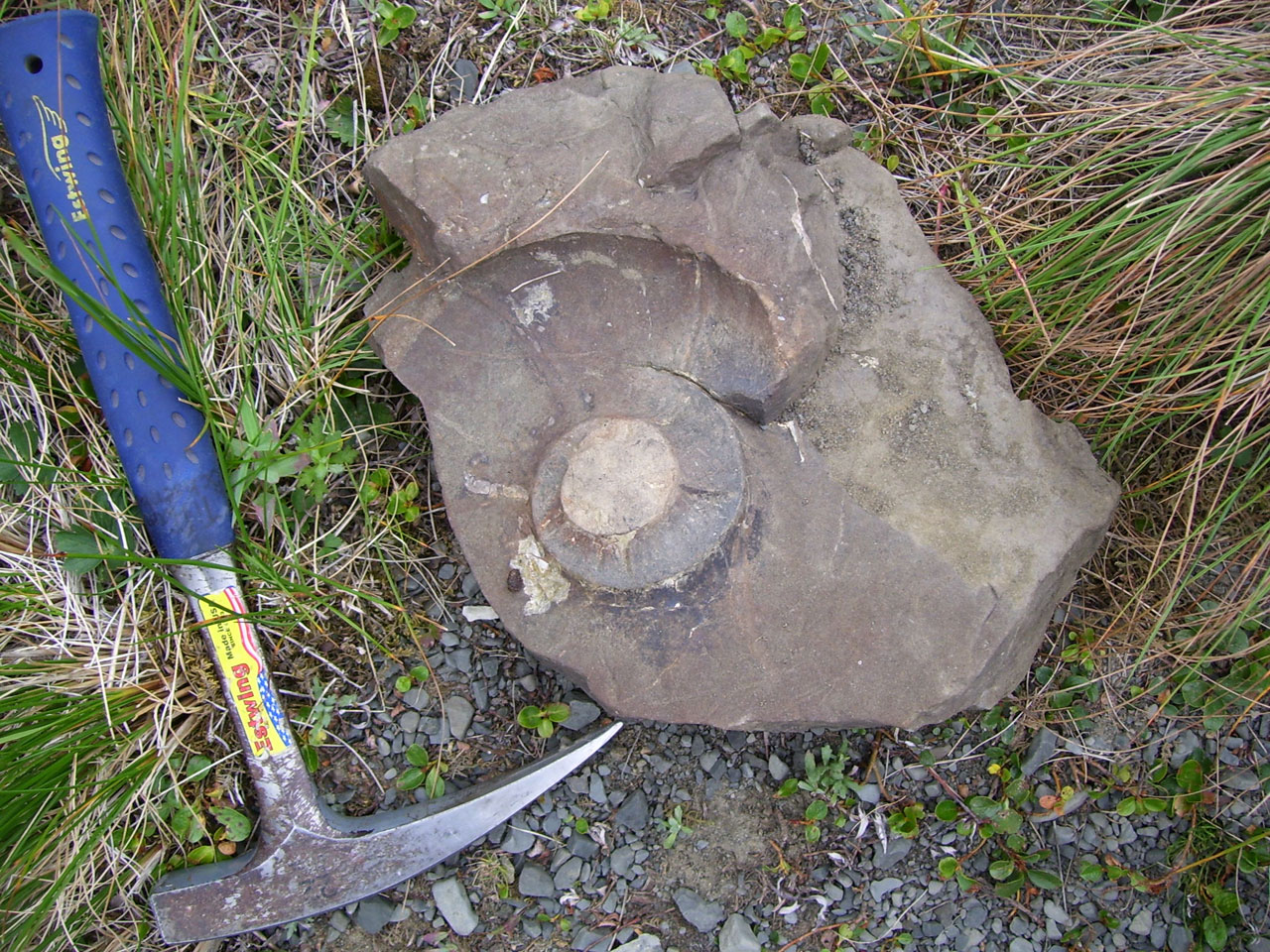 ammonite fossil rock free photo