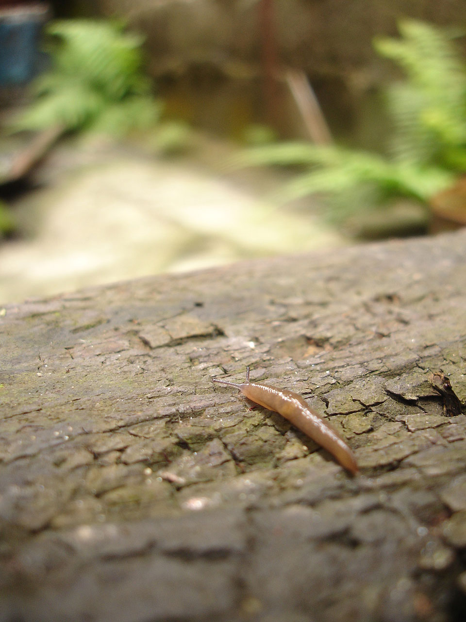 slug low walking free photo