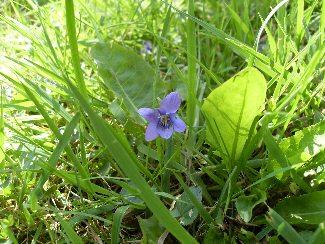 flower purple speedwell free photo