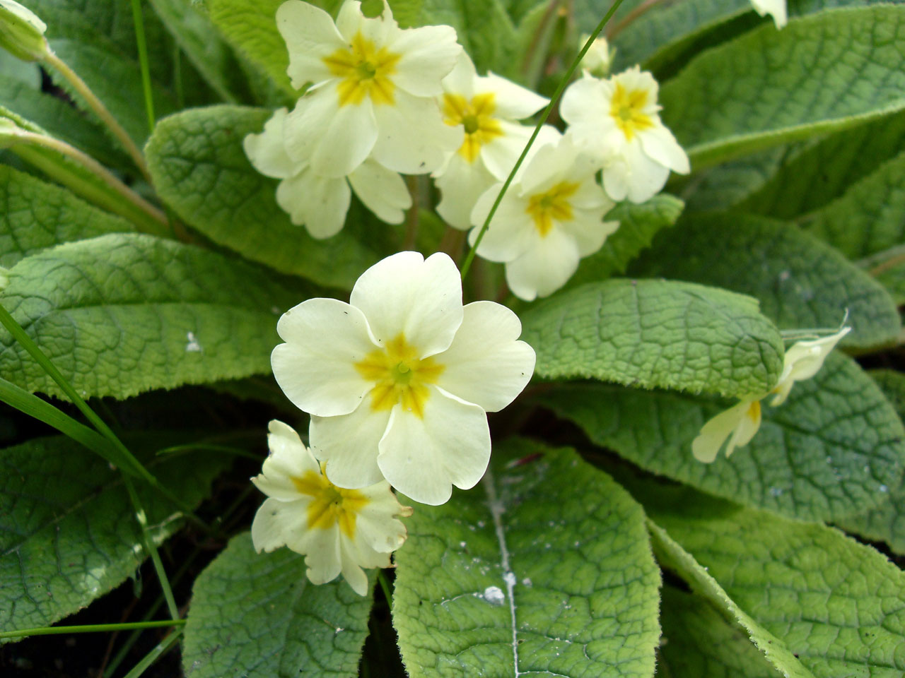 flower close-up primrose free photo