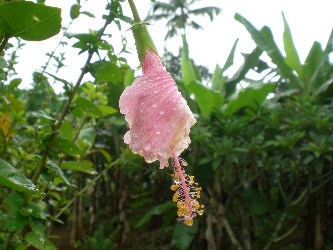 flower garden flora free photo