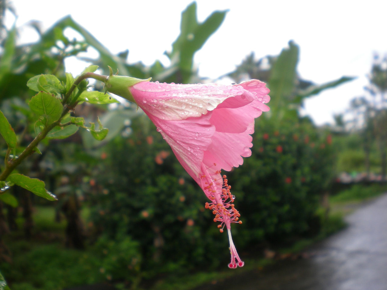 flower garden flora free photo