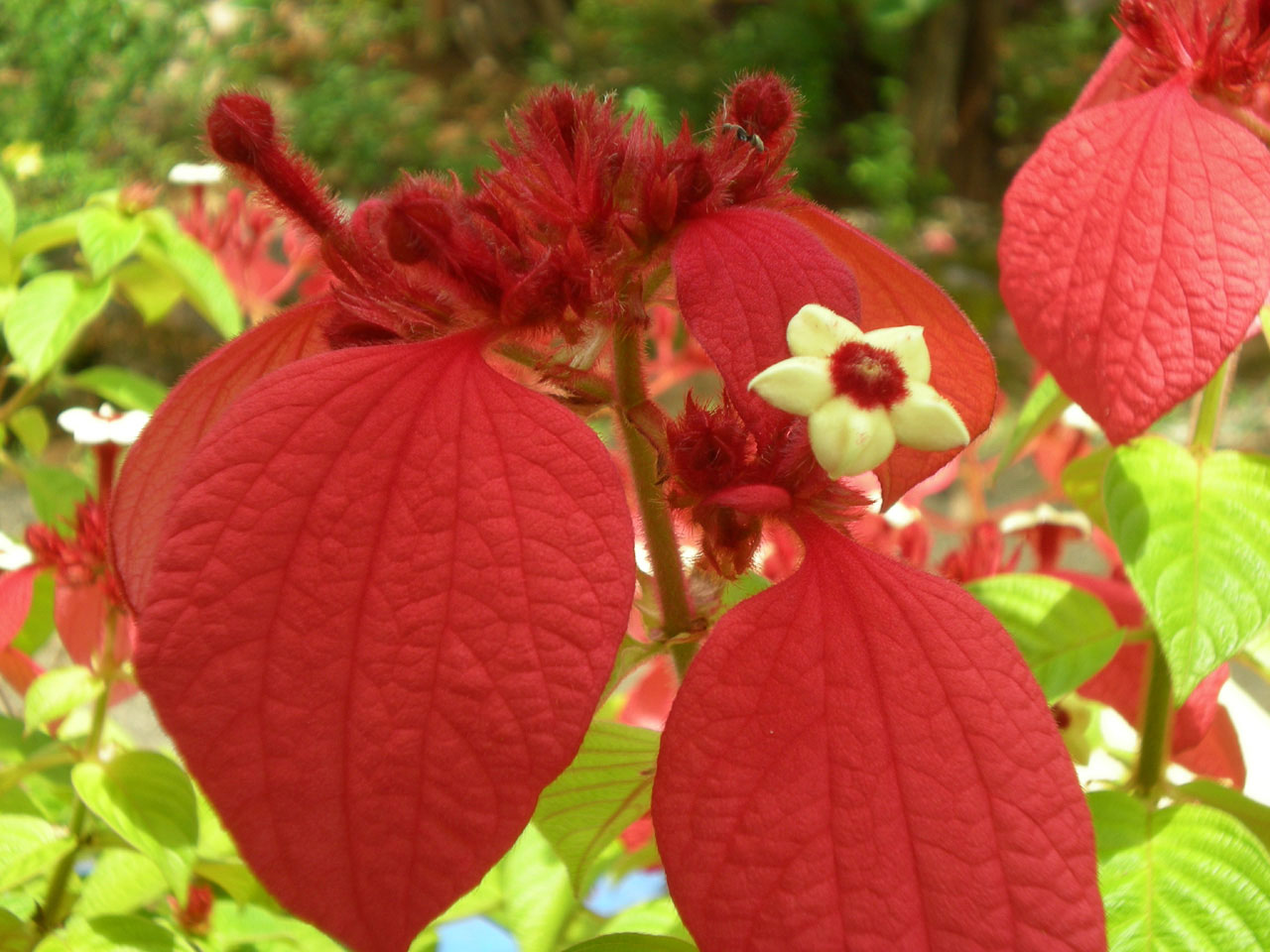 flower garden flora free photo