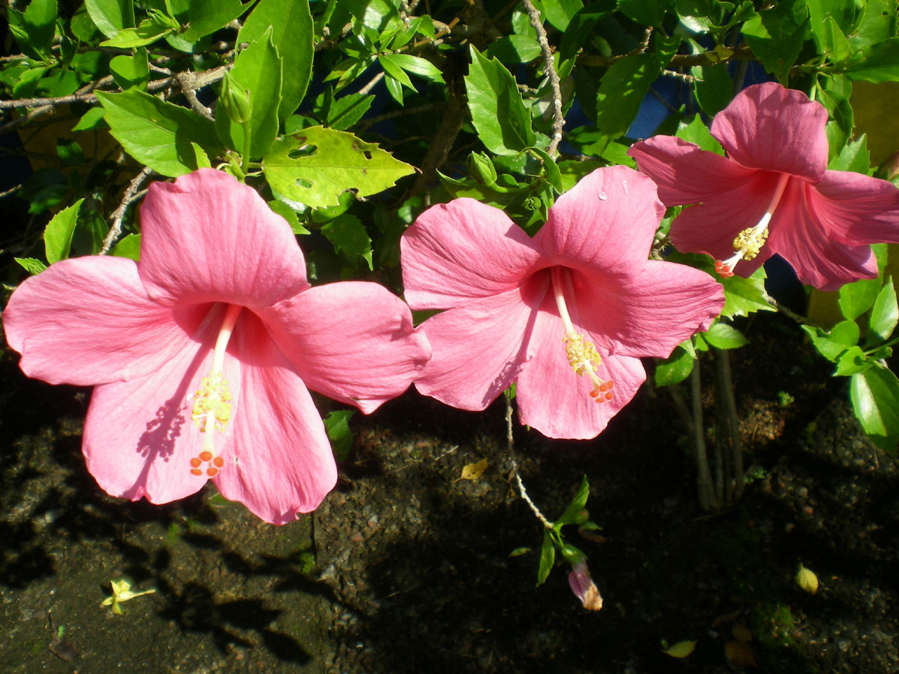 flower garden flora free photo