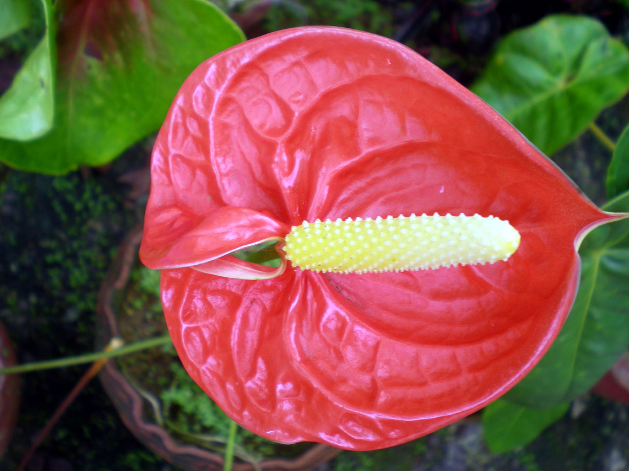 flower garden flora free photo