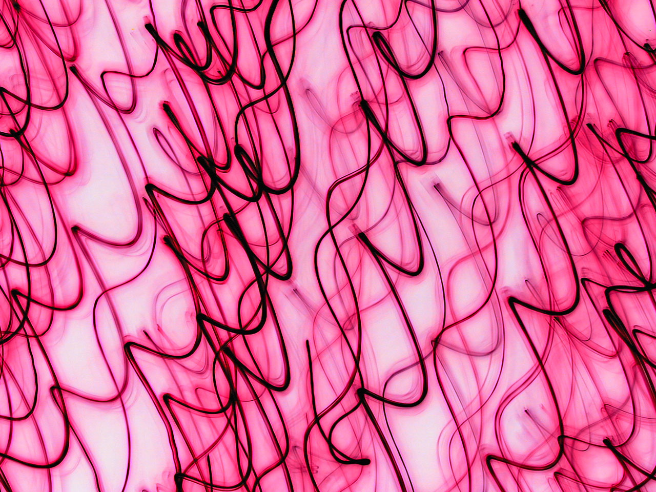 pink magenta colour free photo