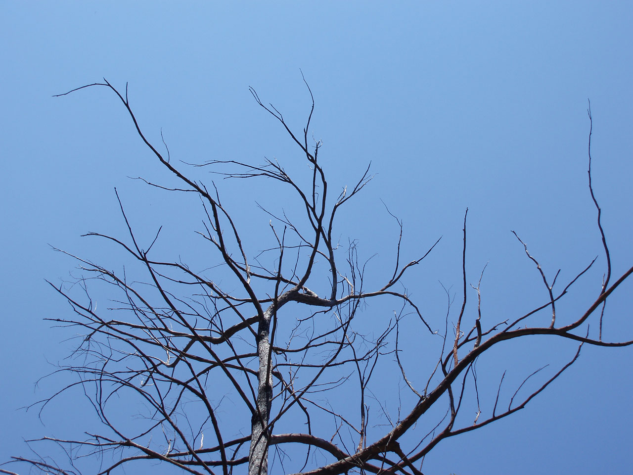 tree branches dead free photo