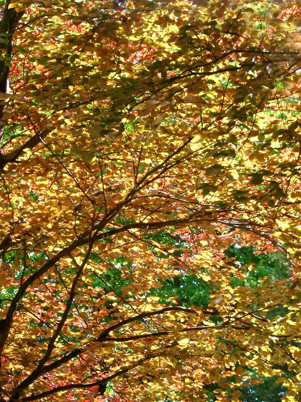 gold yellow leaf free photo