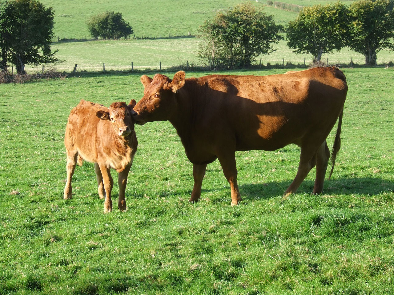 wales powys crickhowell free photo