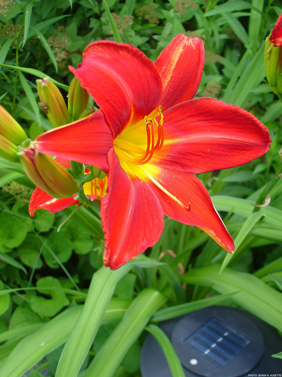 red flower bloom free photo