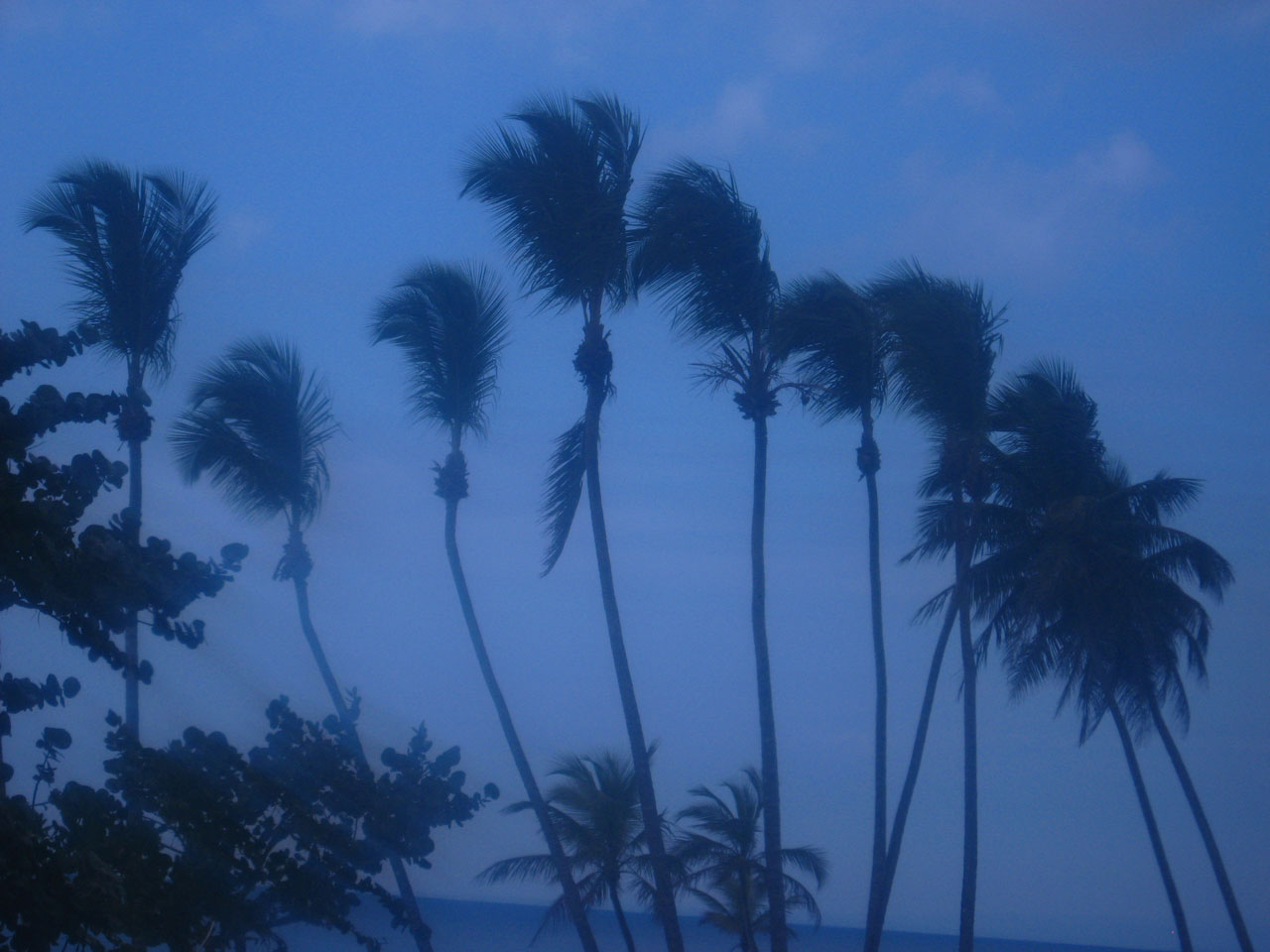 palm trees blue free photo