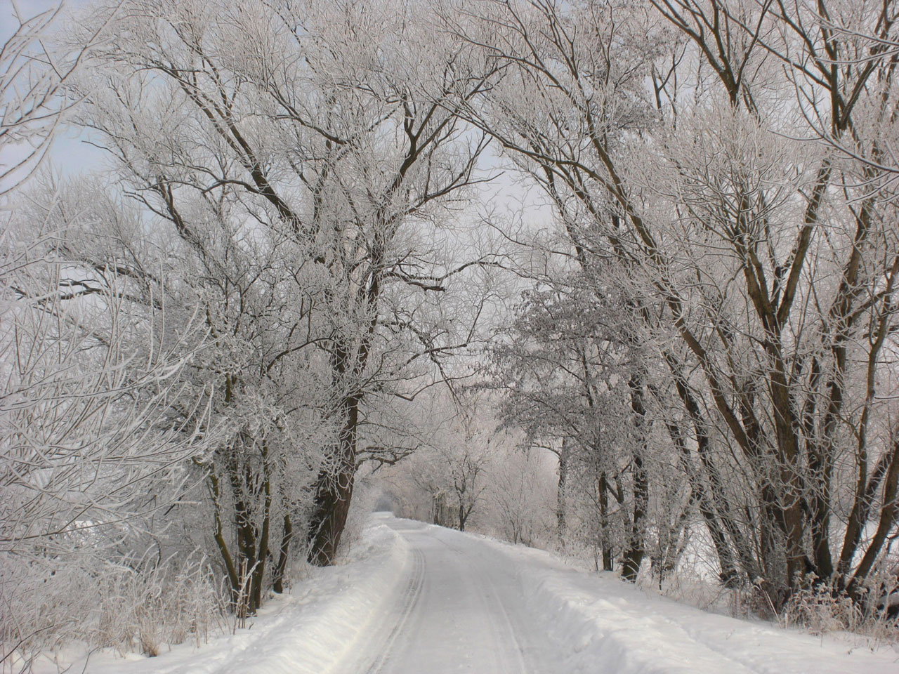 cold countryside forest free photo