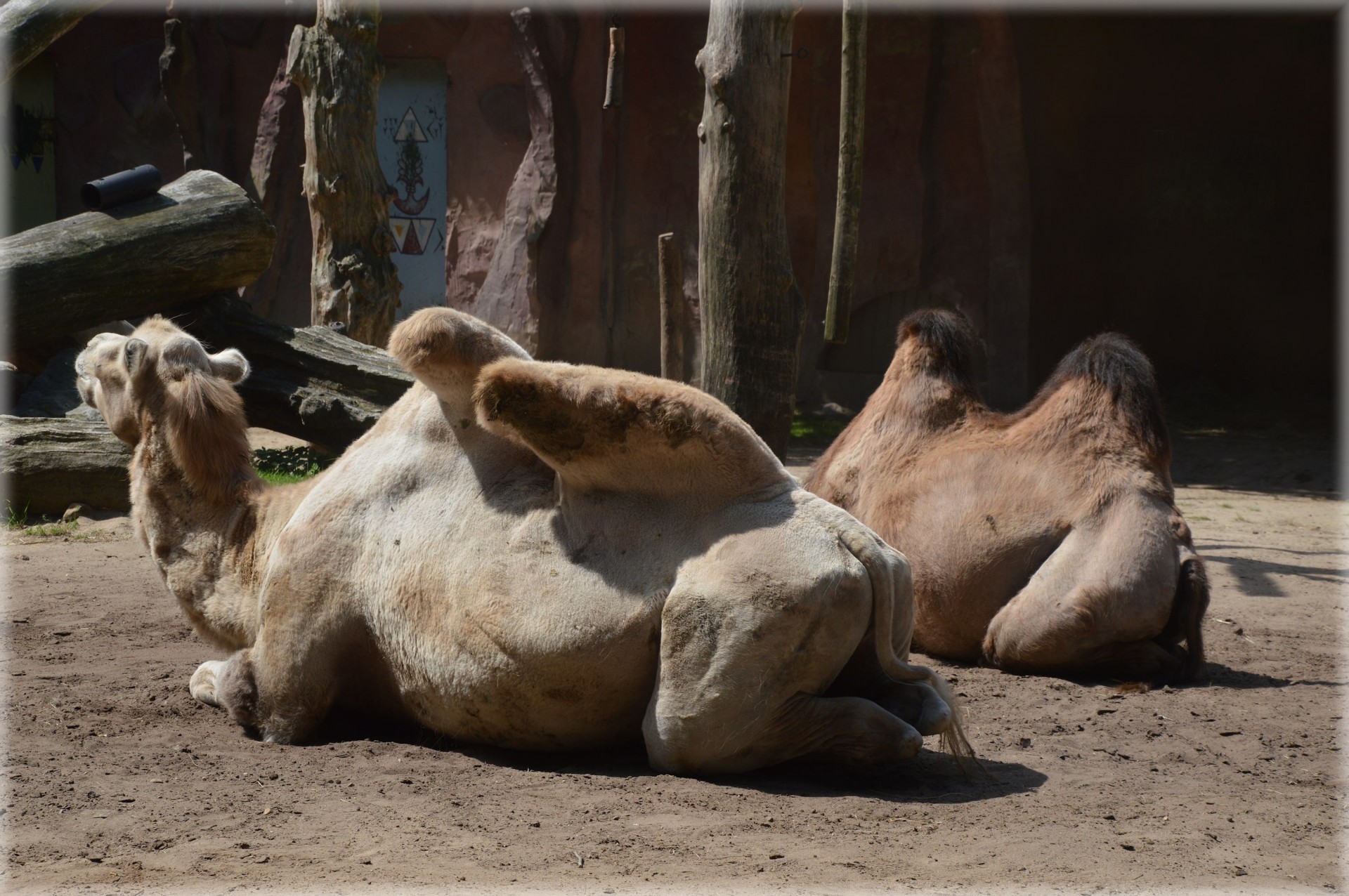 camel ungulate herbivore free photo