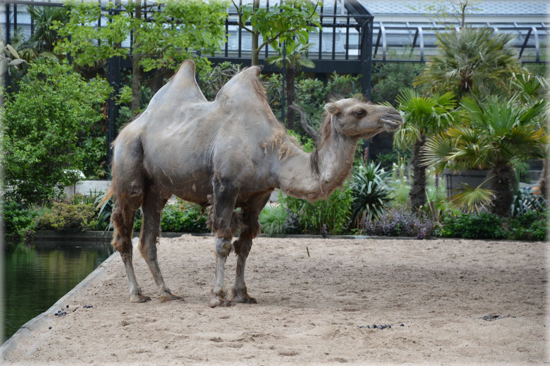 camel ungulate herbivore free photo