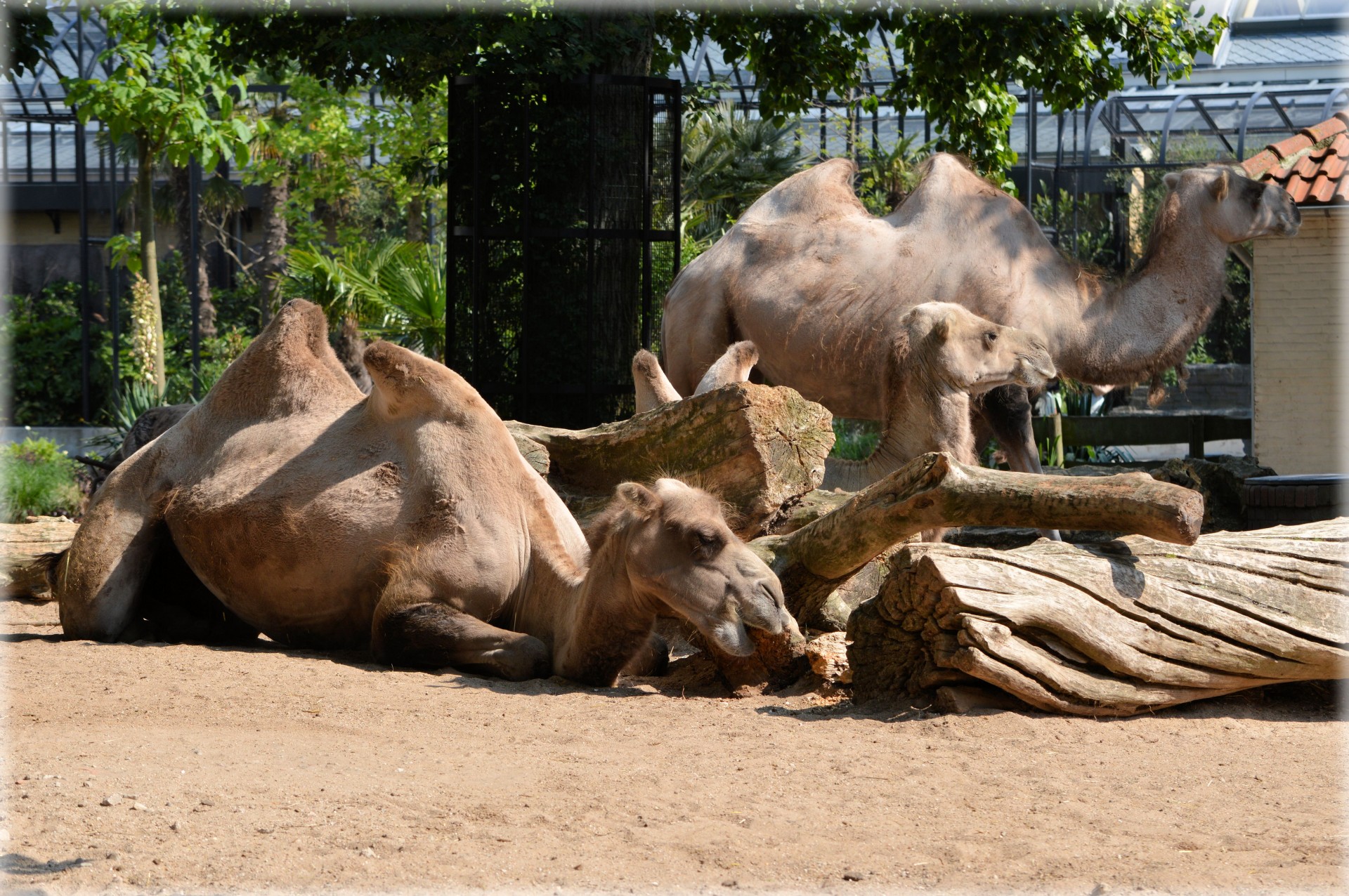 camel ungulate herbivore free photo