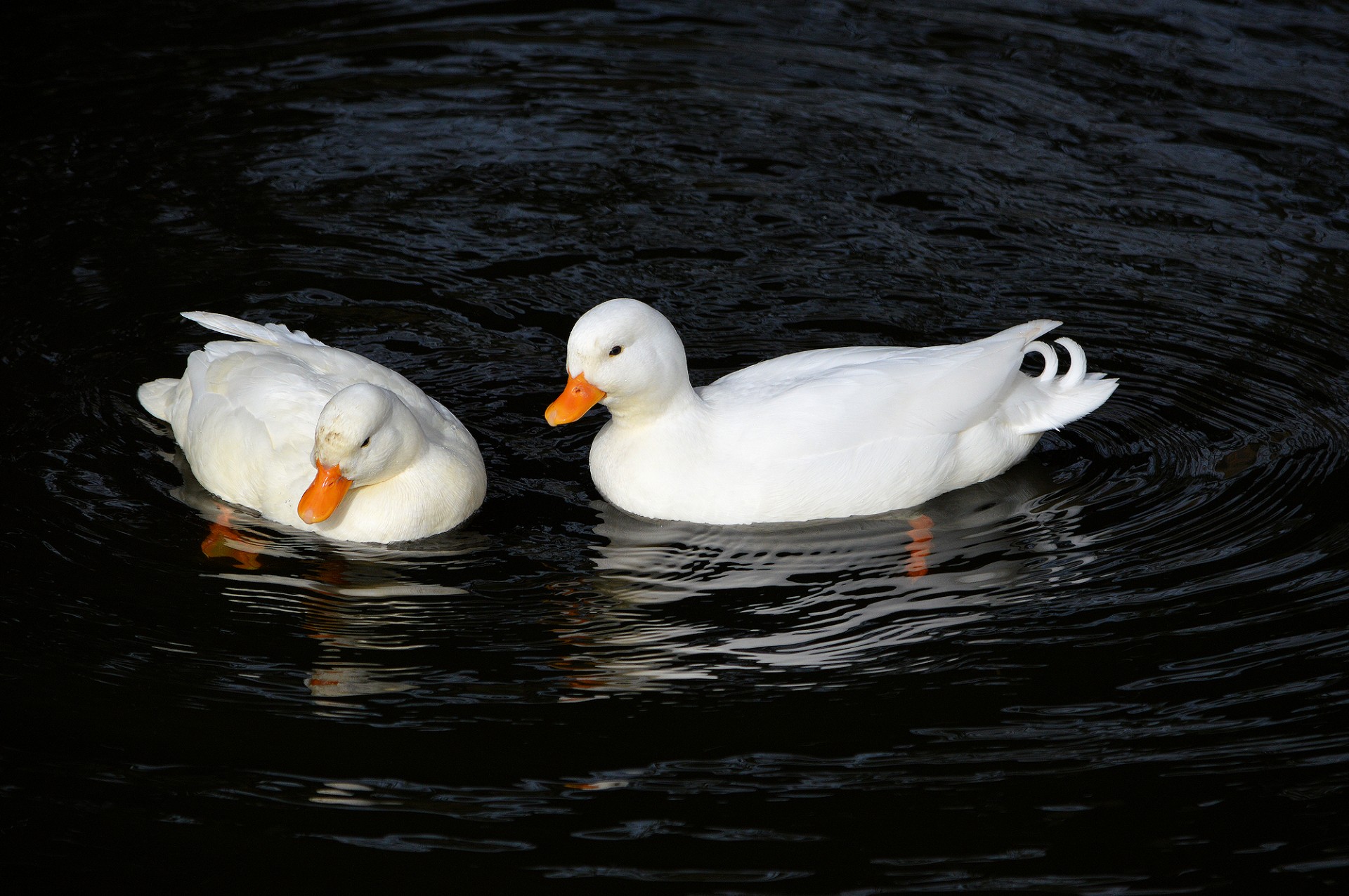 couple duck white free photo