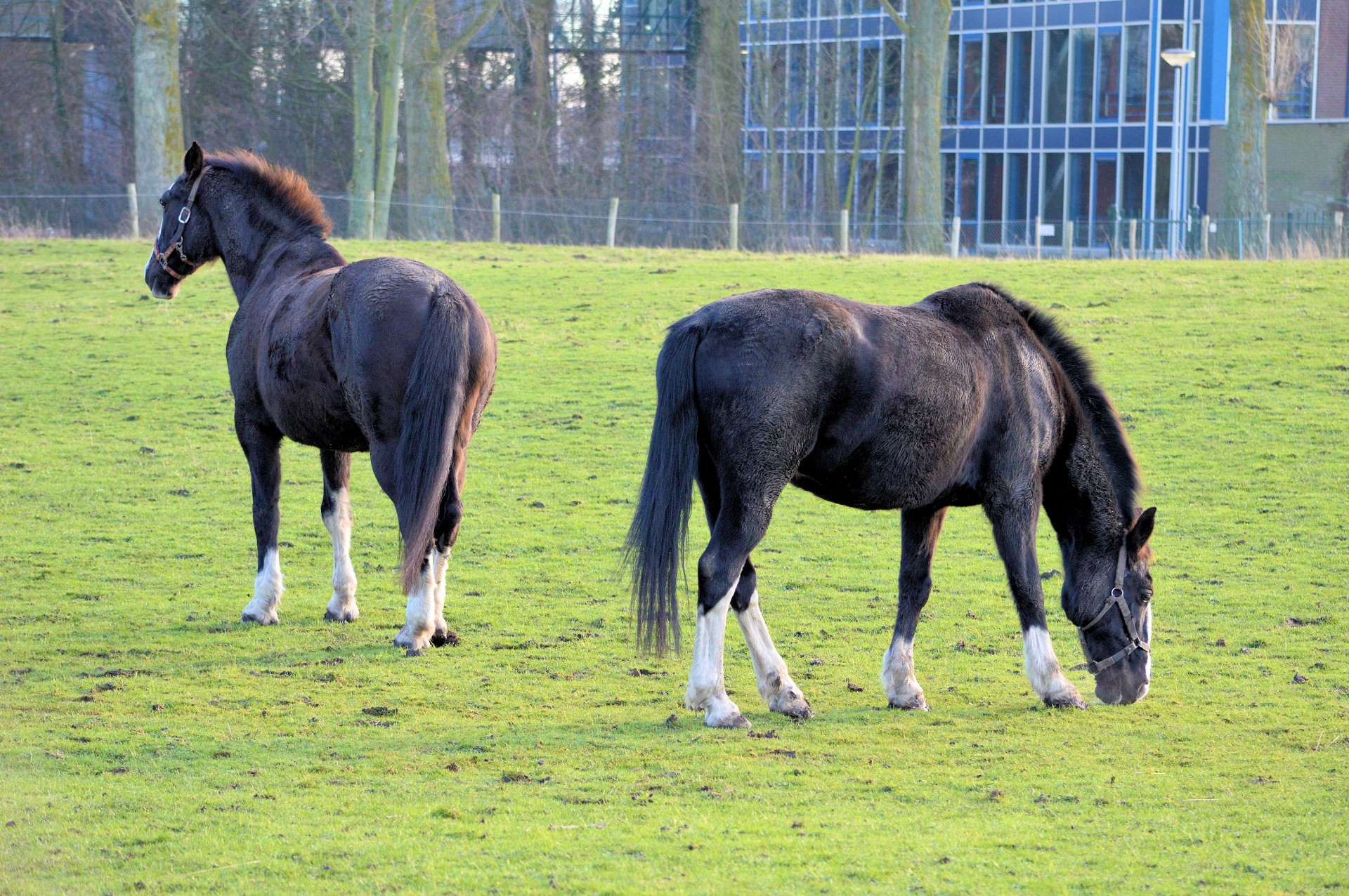 farm horse animal free photo
