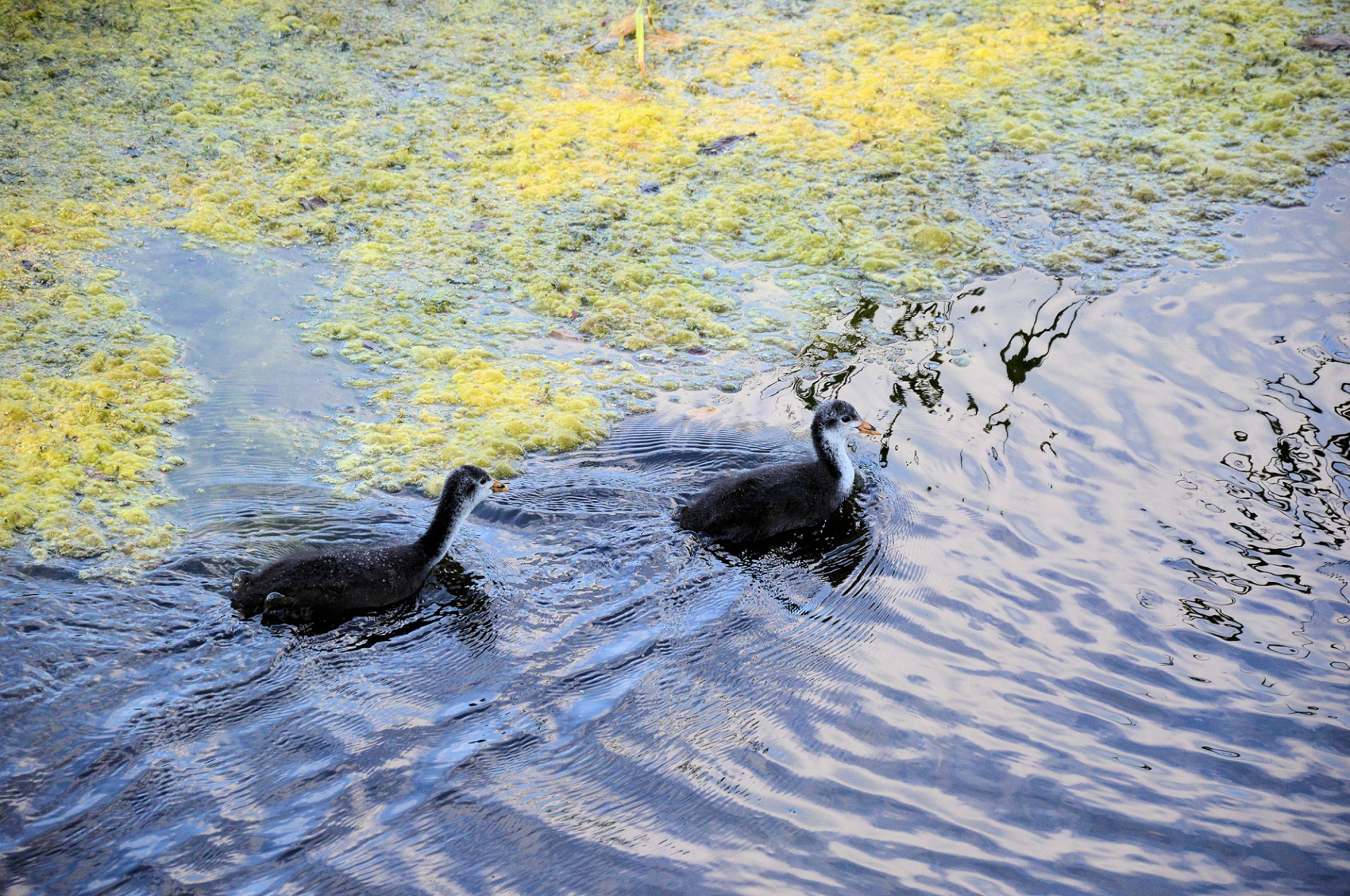 coot water bird bird free photo