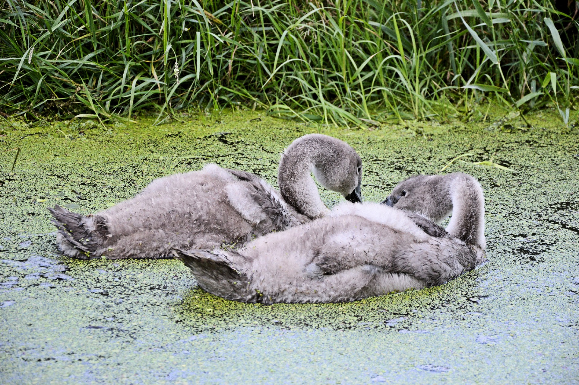 swan swans water bird free photo