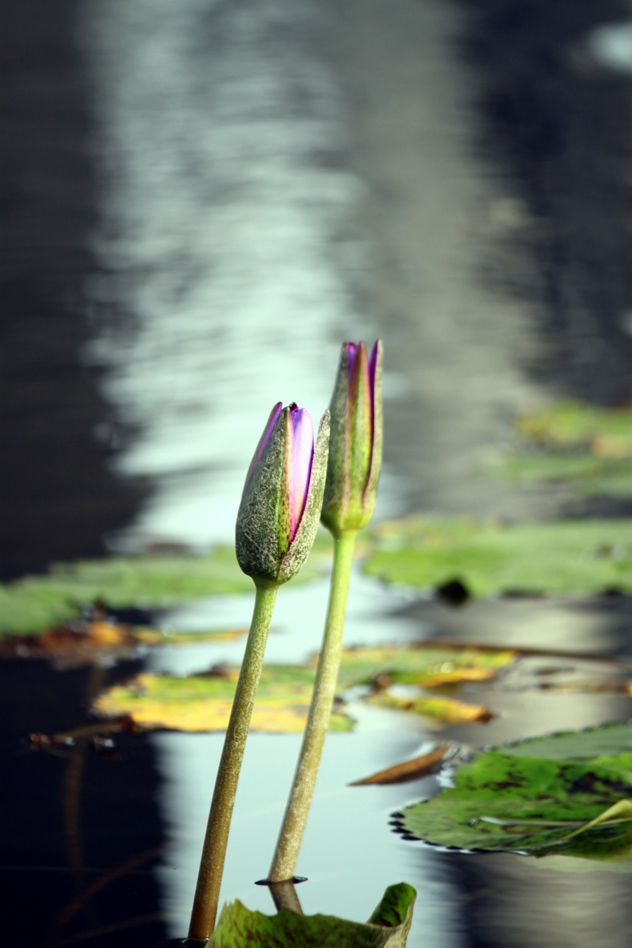 2 lotus buds free photo