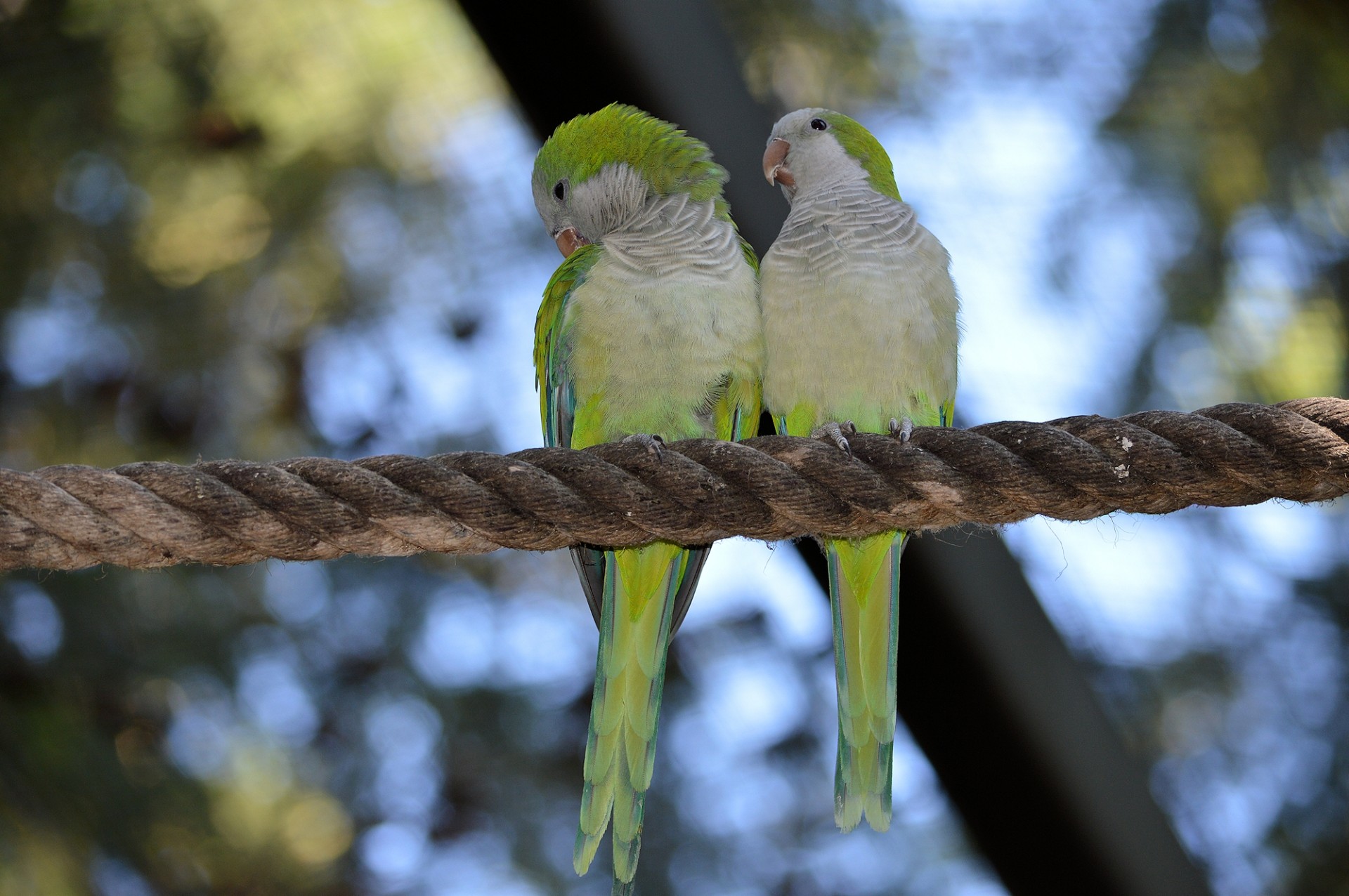 parrot lovebird bird free photo