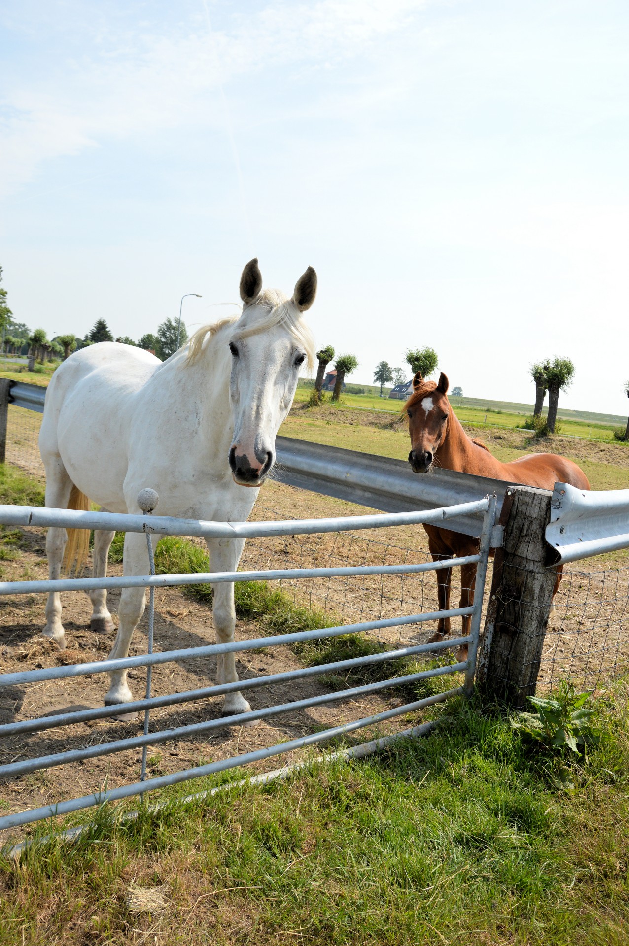 horse pasture grazing free photo