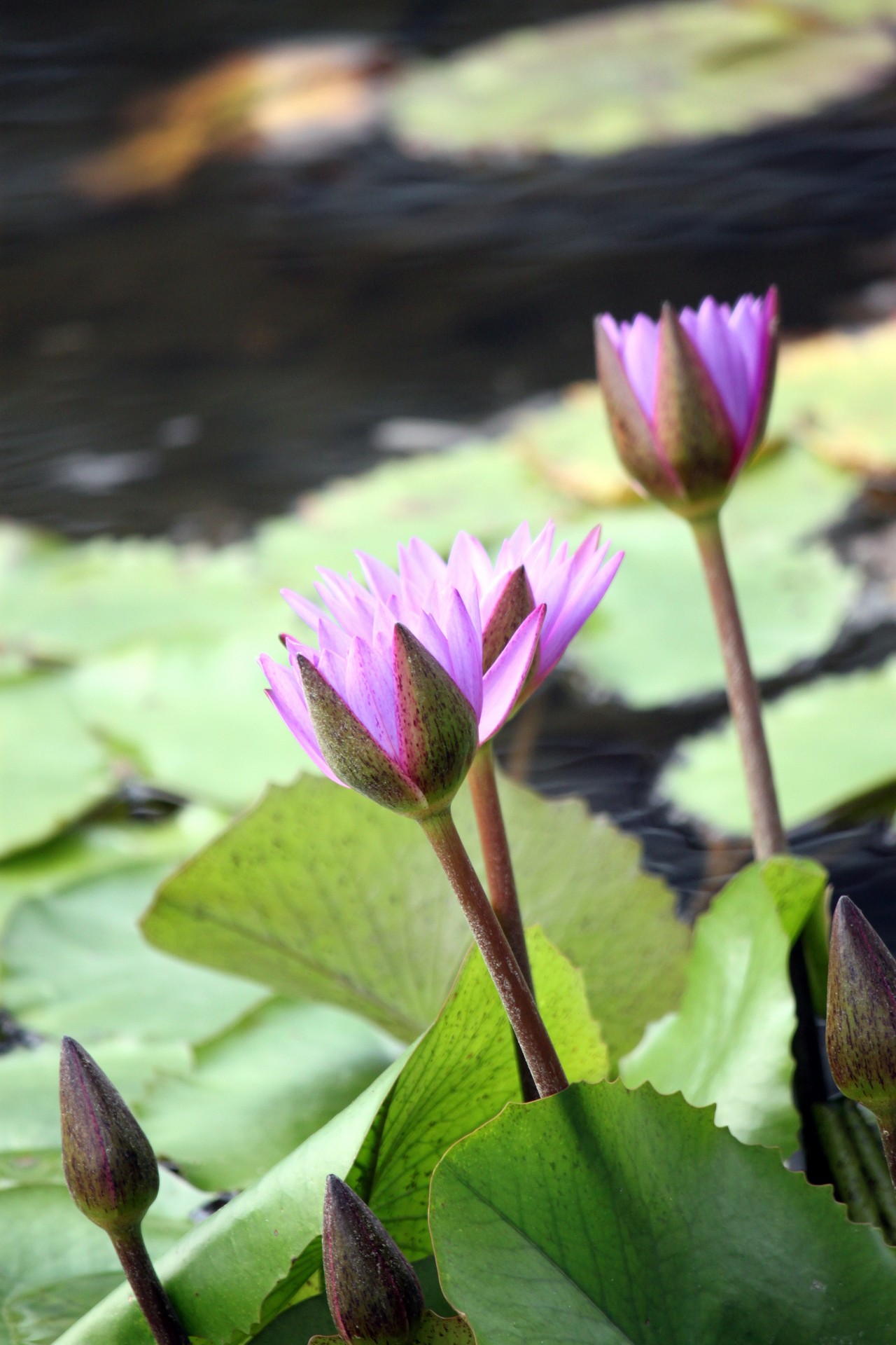 2 purple lotus free photo