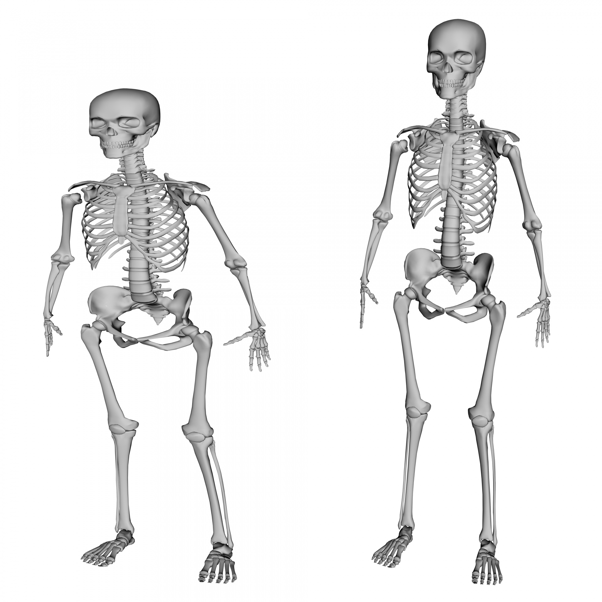 alyson skeletons skeleton free photo