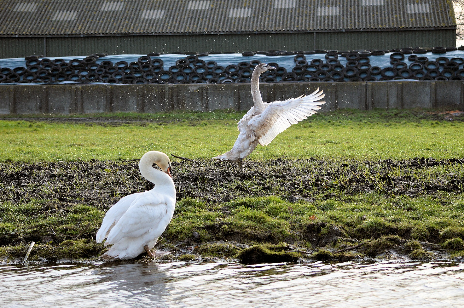 swan young bird free photo