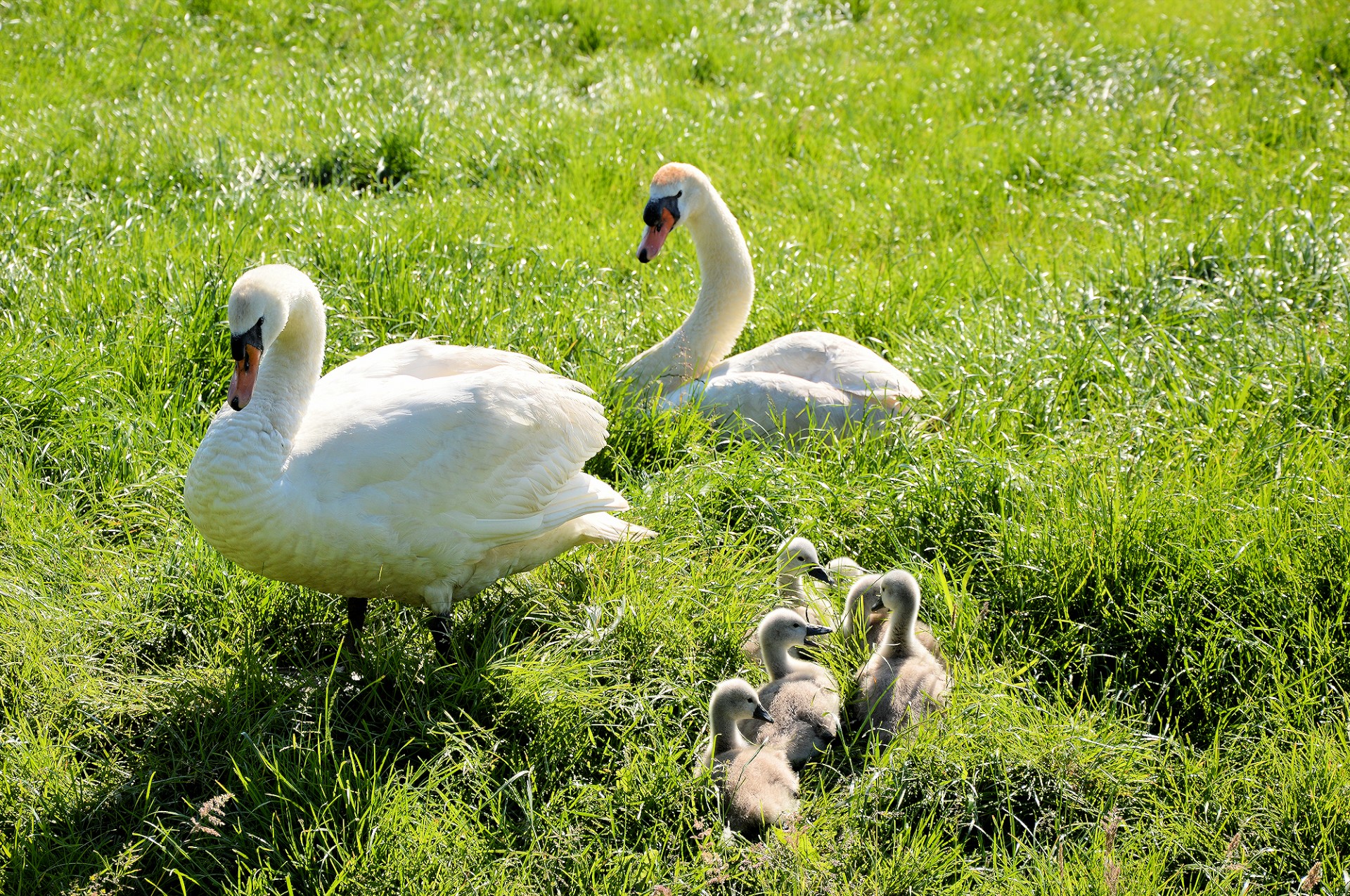 swan animal bird free photo