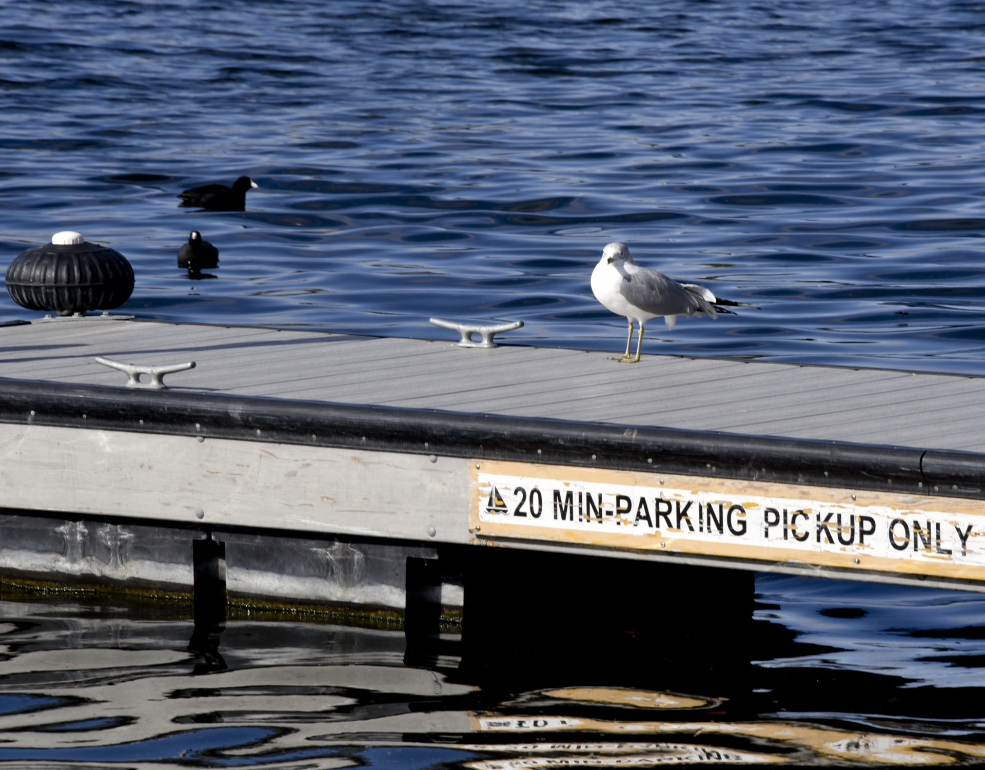 parking limit seagull free photo
