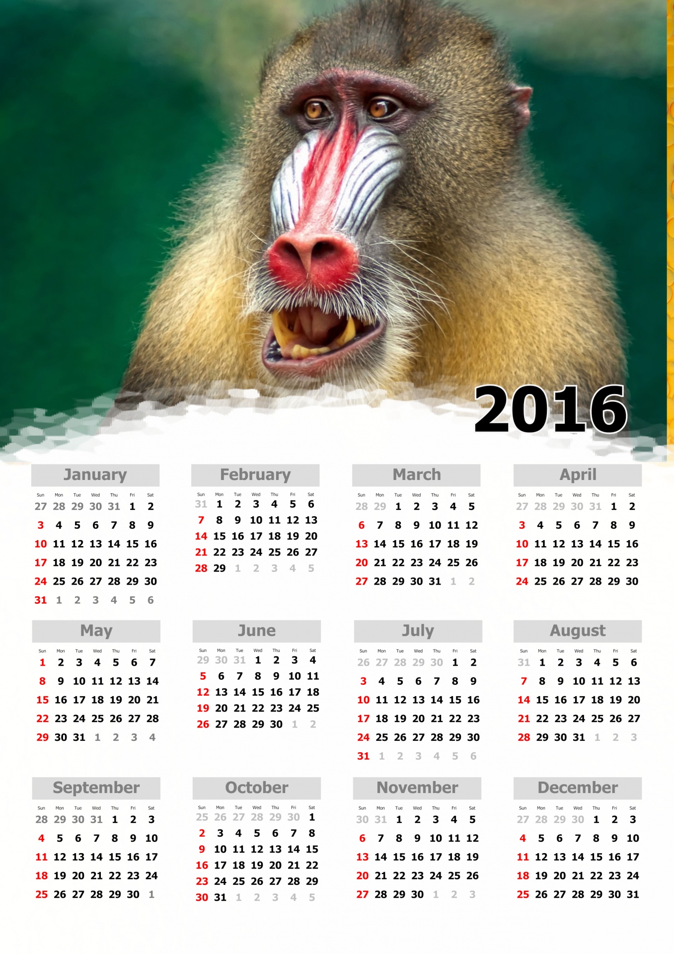 monkey 2016 august free photo